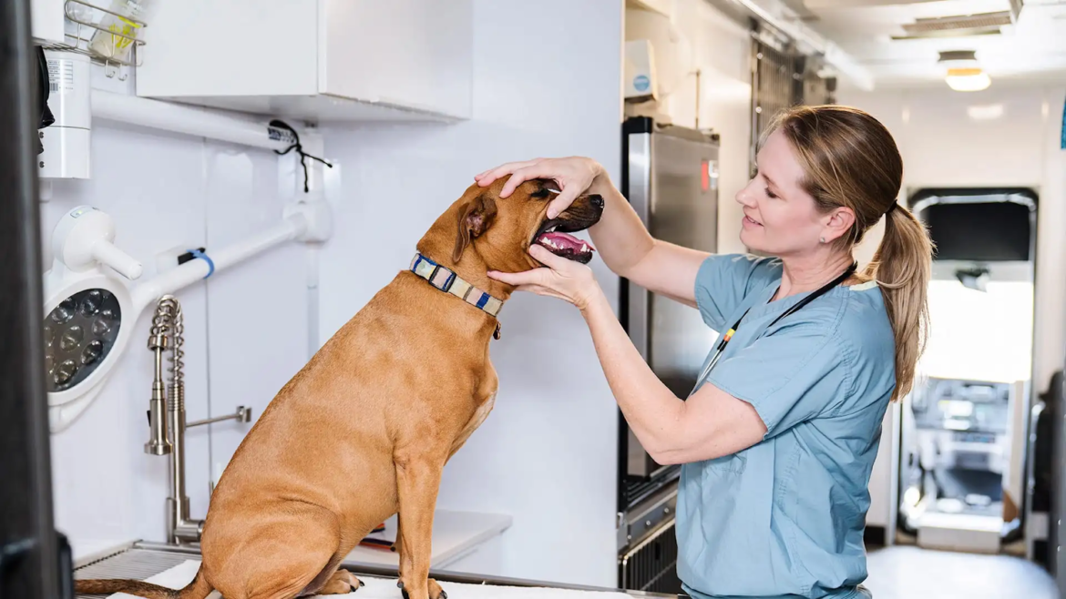 A Guide to Maintaining Oral Health with Pet’s Teeth Cleaning Services